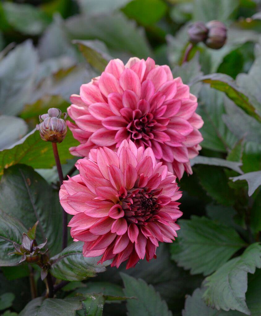 Dahlia Decorative Night Silence 1-pakning NYHET